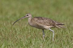 Long-billed Curlew