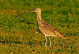 Long-billed Curlewborder=