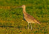 Long-billed Curlew