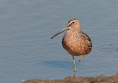 Long-billed Dowitcher