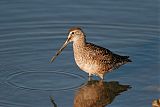 Long-billed Dowitcher