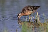 Long-billed Dowitcher