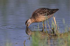 Long-billed Dowitcher