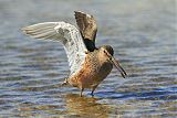 Long-billed Dowitcherborder=