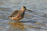 Long-billed Dowitcher