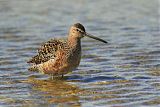 Long-billed Dowitcher