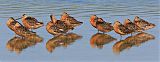 Long-billed Dowitcher