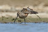 Long-billed Dowitcher