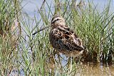 Long-billed Dowitcher