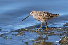 Long-billed Dowitcher