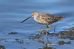 Long-billed Dowitcher