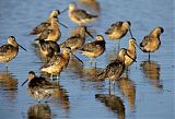 Long-billed Dowitcher