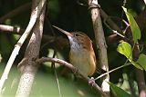 Long-billed Gnatwren