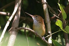 Long-billed Gnatwren