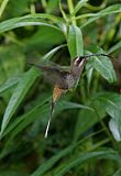 Long-billed Hermit