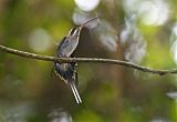 Long-billed Hermit