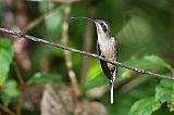 Long-billed Hermit