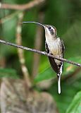 Long-billed Hermit