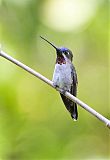 Long-billed Starthroat