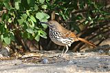 Long-billed Thrasherborder=