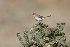 Curve-billed Thrasher