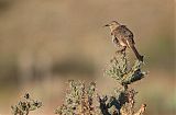 Curve-billed Thrasherborder=