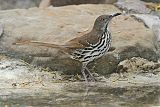 Long-billed Thrasherborder=