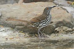 Long-billed Thrasher