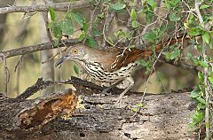 Long-billed Thrasher