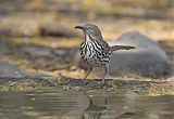 Long-billed Thrasherborder=