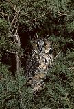 Long-eared Owl