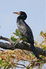 Long-tailed Cormorant