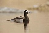 Long-tailed Duck