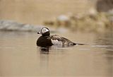 Long-tailed Duck