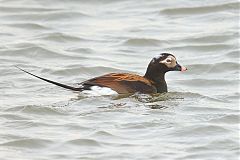 Long-tailed Duck