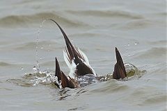 Long-tailed Duck