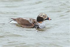 Long-tailed Duck