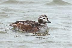 Long-tailed Duck