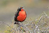 Long-tailed Meadowlark