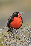 Long-tailed Meadowlark