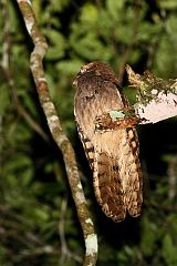 Long-tailed Potoo