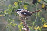 Long-tailed Shrikeborder=