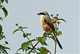 Long-tailed Shrikeborder=
