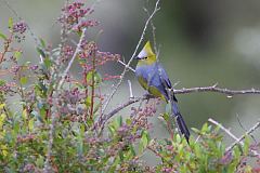 Long-tailed Silky-flycatcher