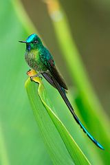 Long-tailed Sylph