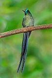 Long-tailed Sylph