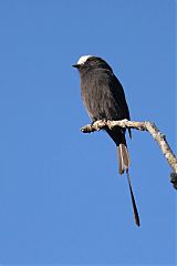 Long-tailed Tyrant