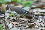 Louisiana Waterthrush