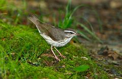 Louisiana Waterthrush