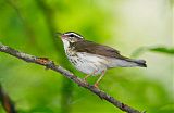 Louisiana Waterthrush